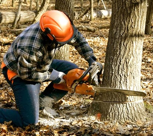 Tree Removal in Witter Springs, CA